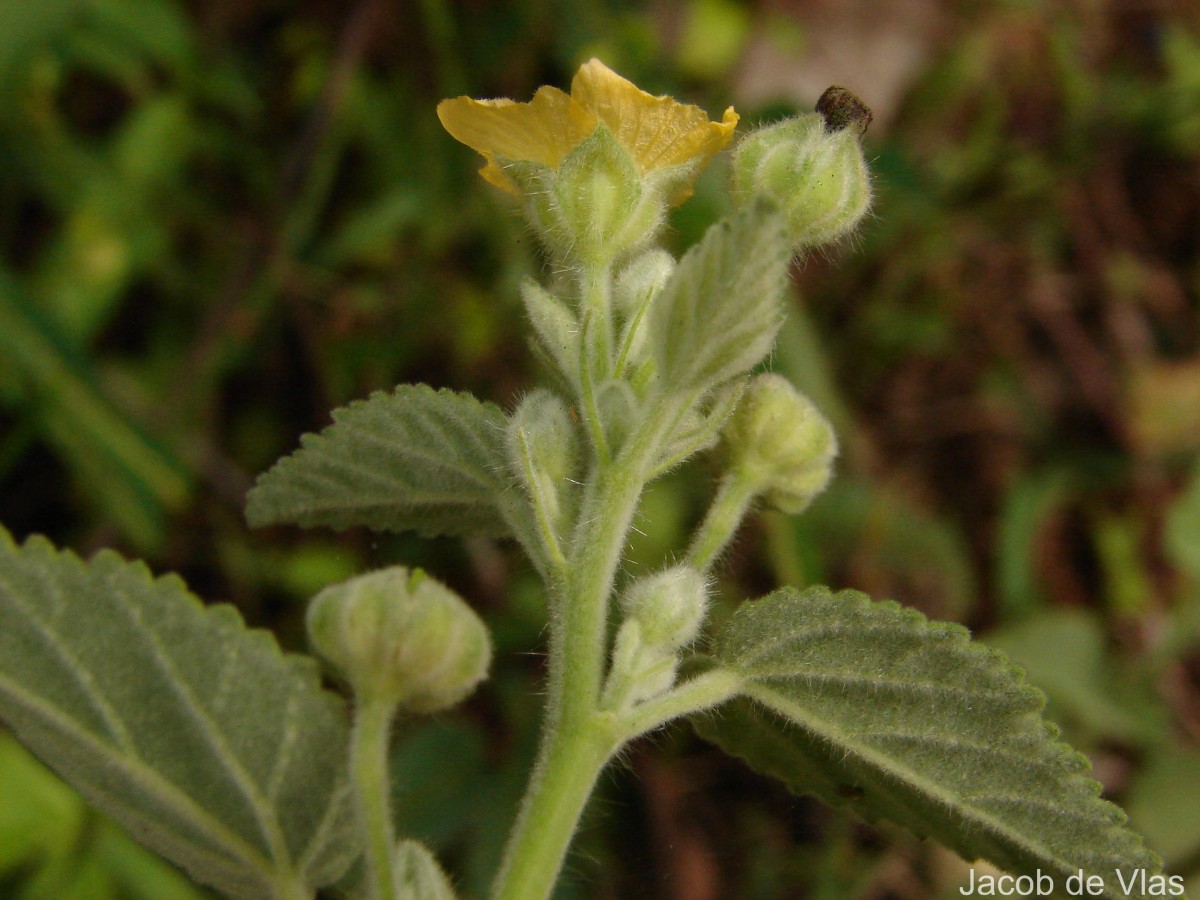 Sida cordifolia L.